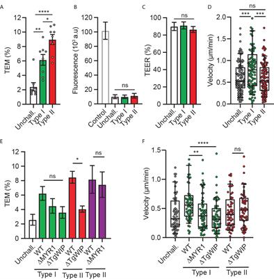 Toxoplasma effector-induced ICAM-1 expression by infected dendritic cells potentiates transmigration across polarised endothelium